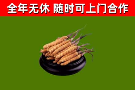 伊川回收冬虫夏草
