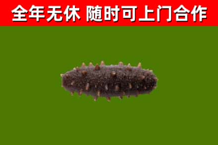 伊川回收海参干